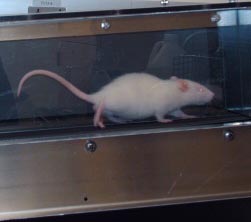 rat on a treatmill