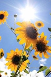 your alternate text here