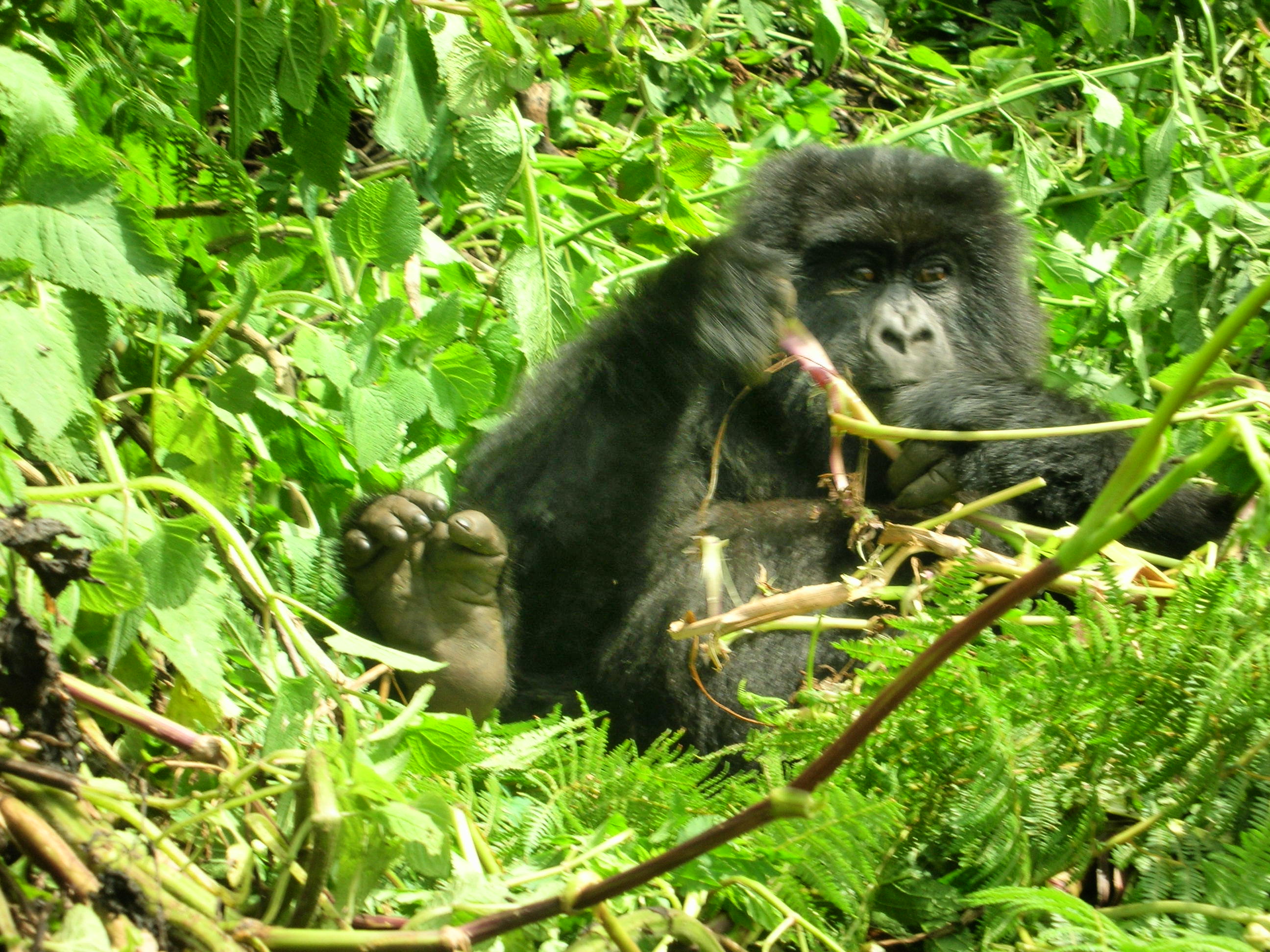 Young mountain gorilla