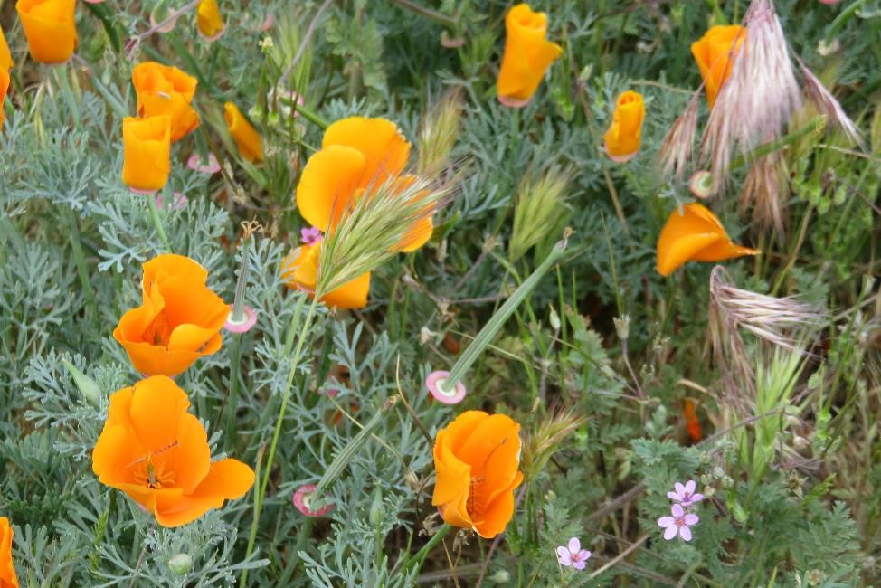 poppies