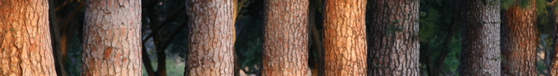 banner - 24