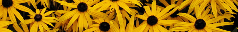 banner - 11