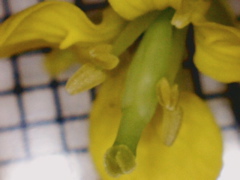 Pic0036