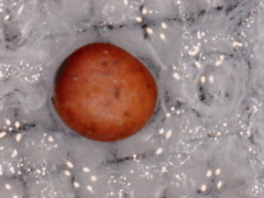 Pic0010
