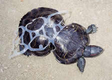 Peanut the turtle who was found in 1993 stuck in the loop of a six-pack 