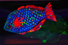 Blue fish from Edie Pistolesi's ART 100 class.