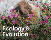 ecology & evolution link to research interests