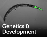 genetics and development link to research interests