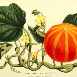 Pumpkin image