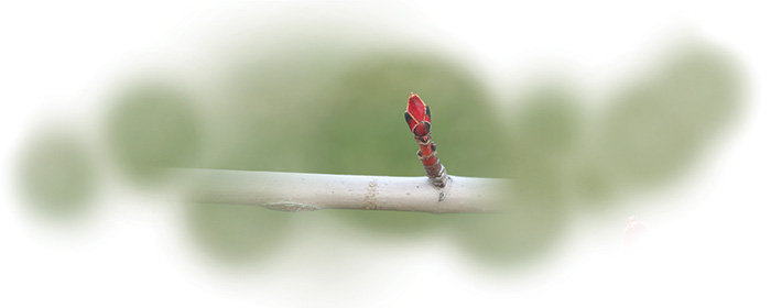 tree branch with a new offshoot