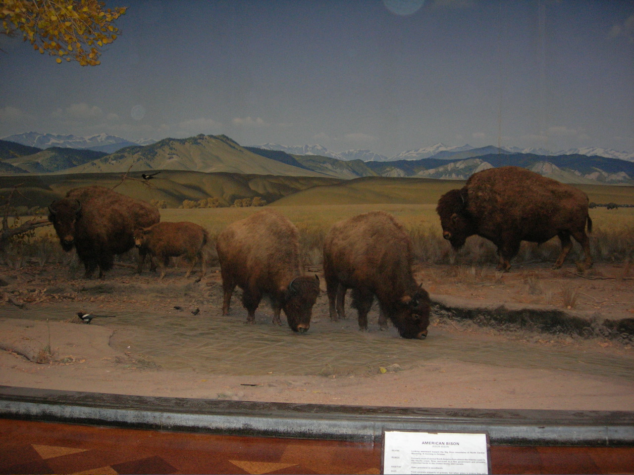 bison