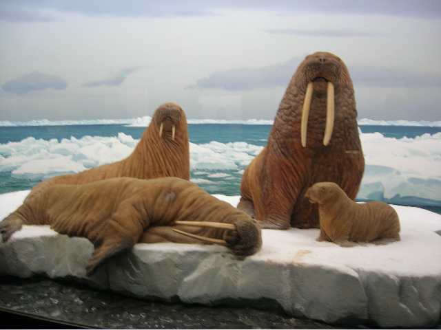 walrus