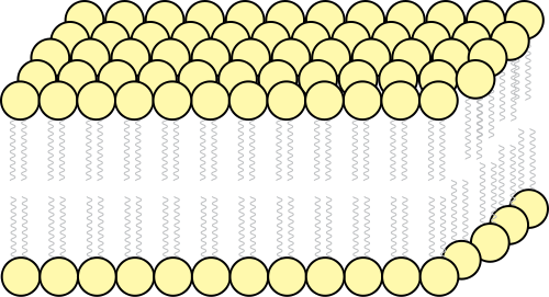 membrane