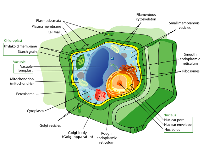 plant cell