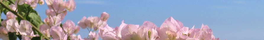 banners-619 - 03