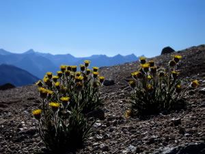 alpine flowers