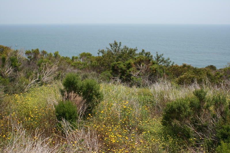 Malibu Bluffs - coastal sage ecosystem