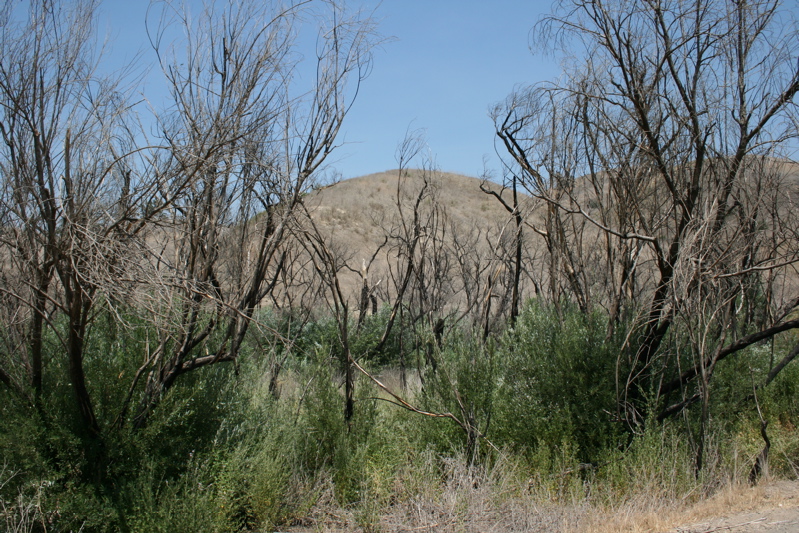 willow resprouting - 