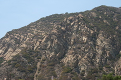 chaparral - Malibu Canyon