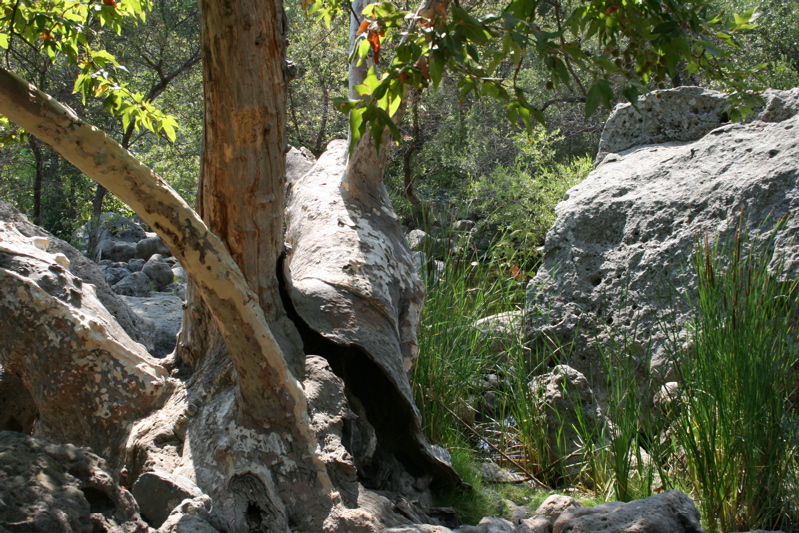 riparian ecosystem