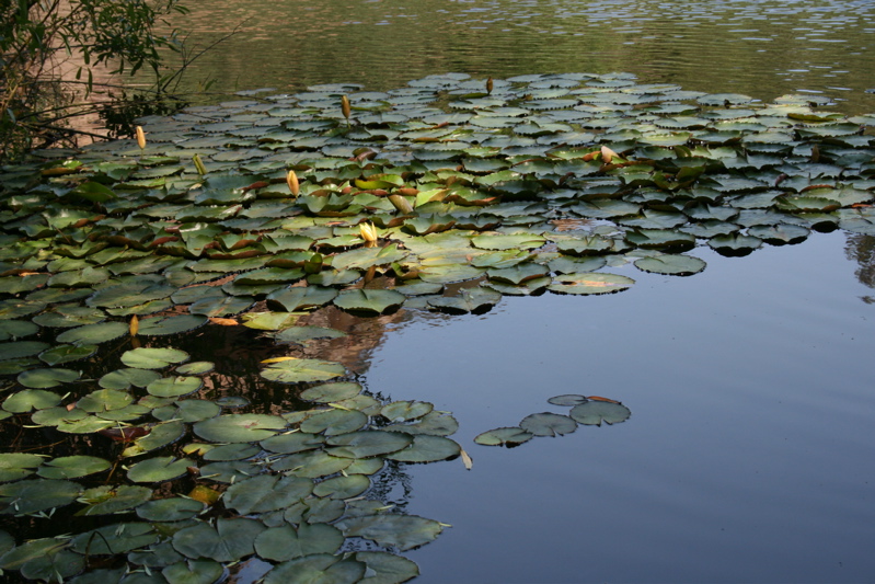 pond lillies at Century Lake