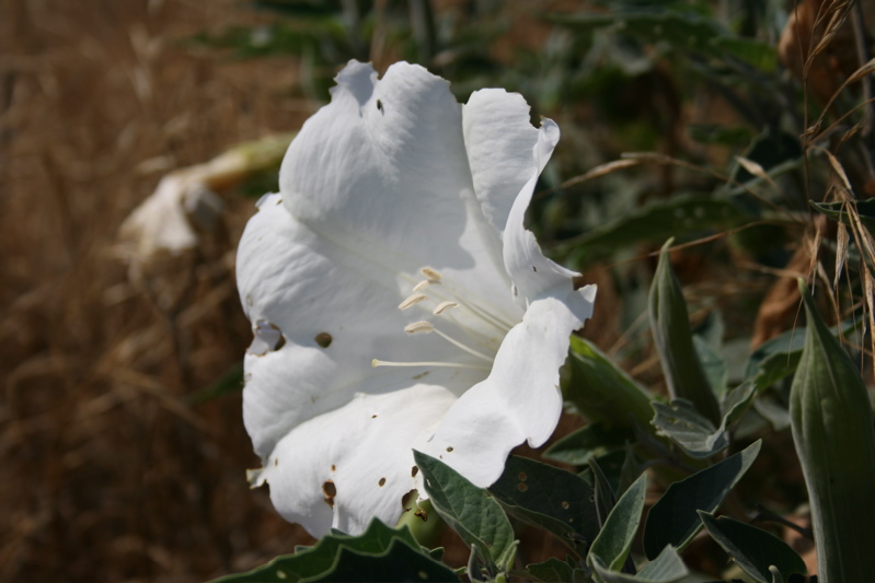 Datura