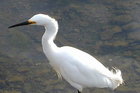 snowy_egret