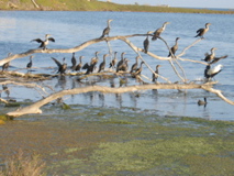 waterfowl, estuary