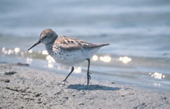 sandpiper