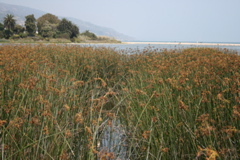 rushes in estuary