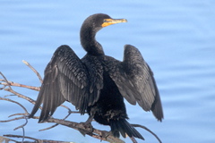 Double-crested Cormorant