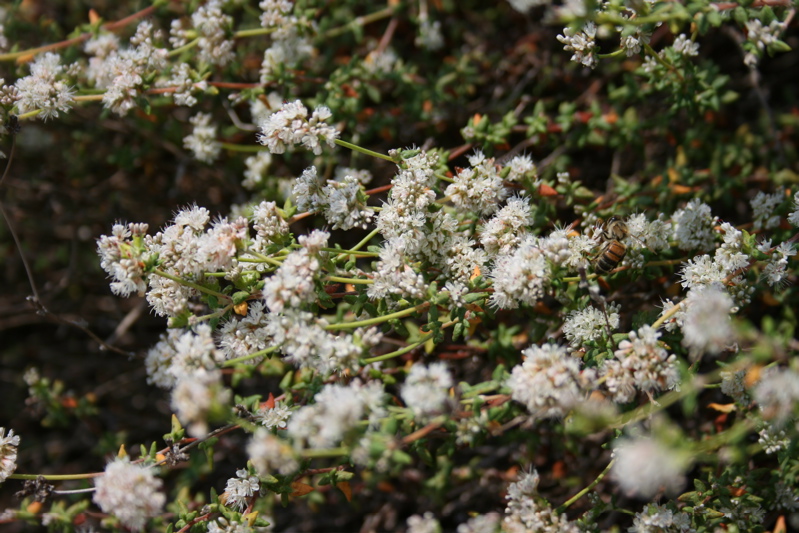 buckwheat, coastal sage