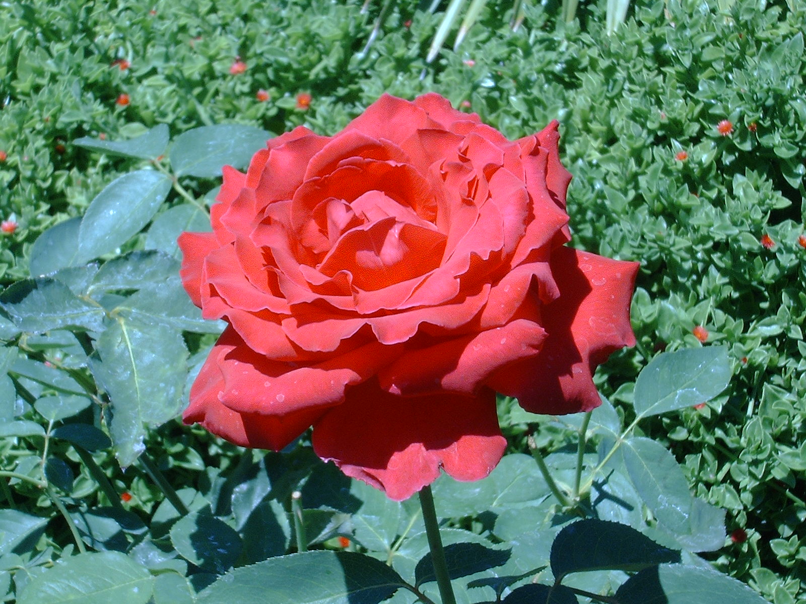 DCAMyRoses.JPG