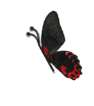 K-Lab logo with butterfly