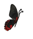 K-Lab logo with butterfly