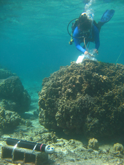 Anya diving in Moorea