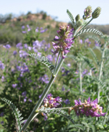 Braunton's milkvetch