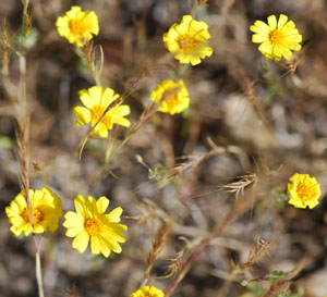 Pentachaeta lyonii