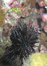 sea urchin