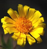 Flowers Pentachaeta lyonii