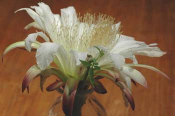 cereus peruvianus - peruvian apple cactus  - blossom lasts ONE NIGHT
Flower grown by Prof. L. L. Foster of CSUN Mathematics Department
Photo by RCS.