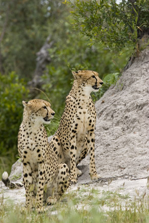 2cheetahs