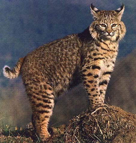 Bobcat