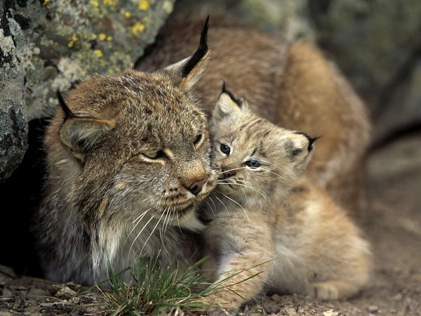 baby-lynx