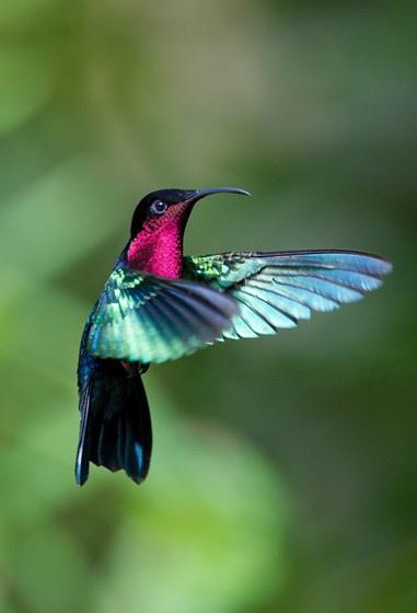 hummingbird