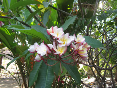 orchid