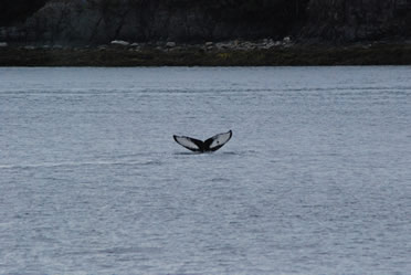 Humpbackwalefluke