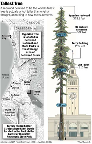 Tallest tree graphic