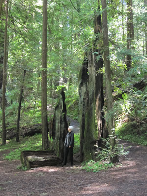 Redwood in sun