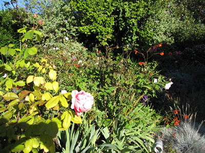 garden